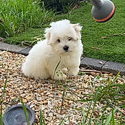 Alaska participe au concours pour gagner de l'argent avec cette photo : puppy, dog, white_fur, grass, garden, rocks, plants, watering_nozzle, outdoor, cute, fluffy, small_dog, pet, nature, greenery, shallow_depth_of_field, young_dog, fur, animal, daylight