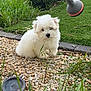 puppy, dog, white_fur, grass, garden, rocks, plants, watering_nozzle, outdoor, cute, fluffy, small_dog, pet, nature, greenery, shallow_depth_of_field, young_dog, fur, animal, daylight