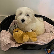 Alaska a rejoint le concours — aidez-le/la à gagner de superbes lots ! animal, bird_toy, cozy, cute, dog, domestic, floor, fluffy, indoor, pet_bed, plush_toy, puppy, resting, rope, small_dog, soft, teddy_bear, towel, toy, white_dog