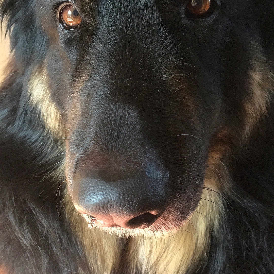 Rebel