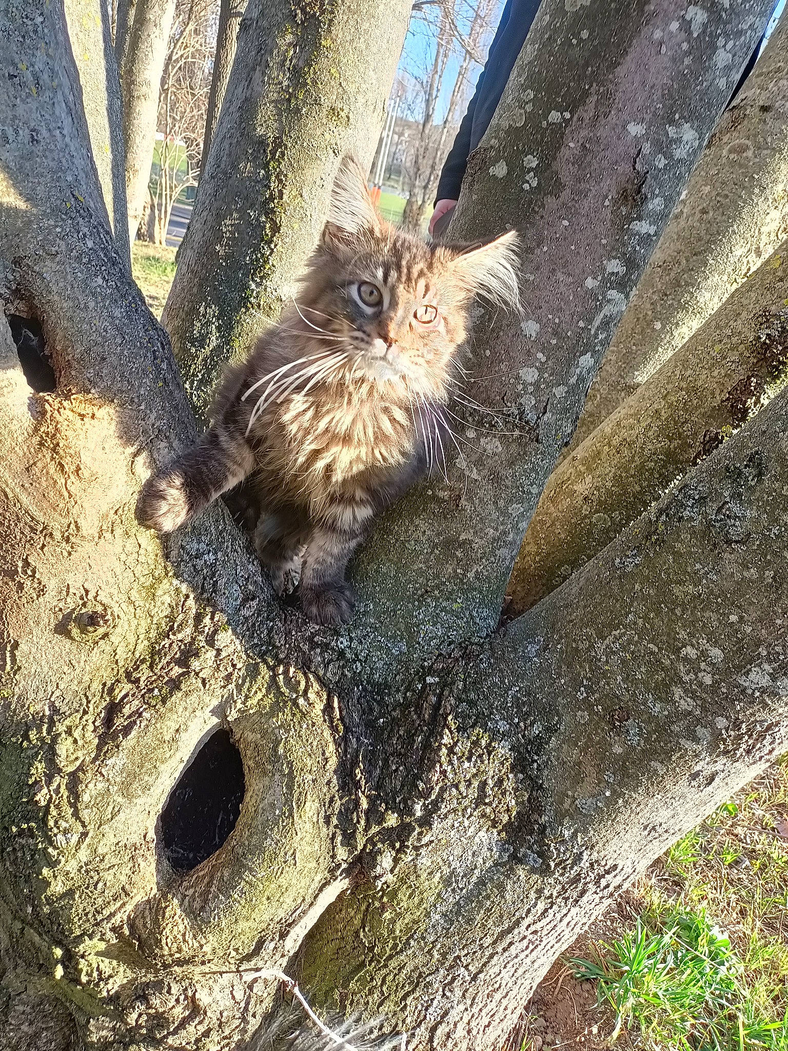 Spooky a rejoint le concours — aidez-le/la à gagner de superbes lots ! bedrock, carnivore, claw, fawn, felidae, fur, grass, natural_material, plant, rock, snout, soil, tail, terrestrial_animal, tree, trunk, twig, whiskers, wildlife, wood