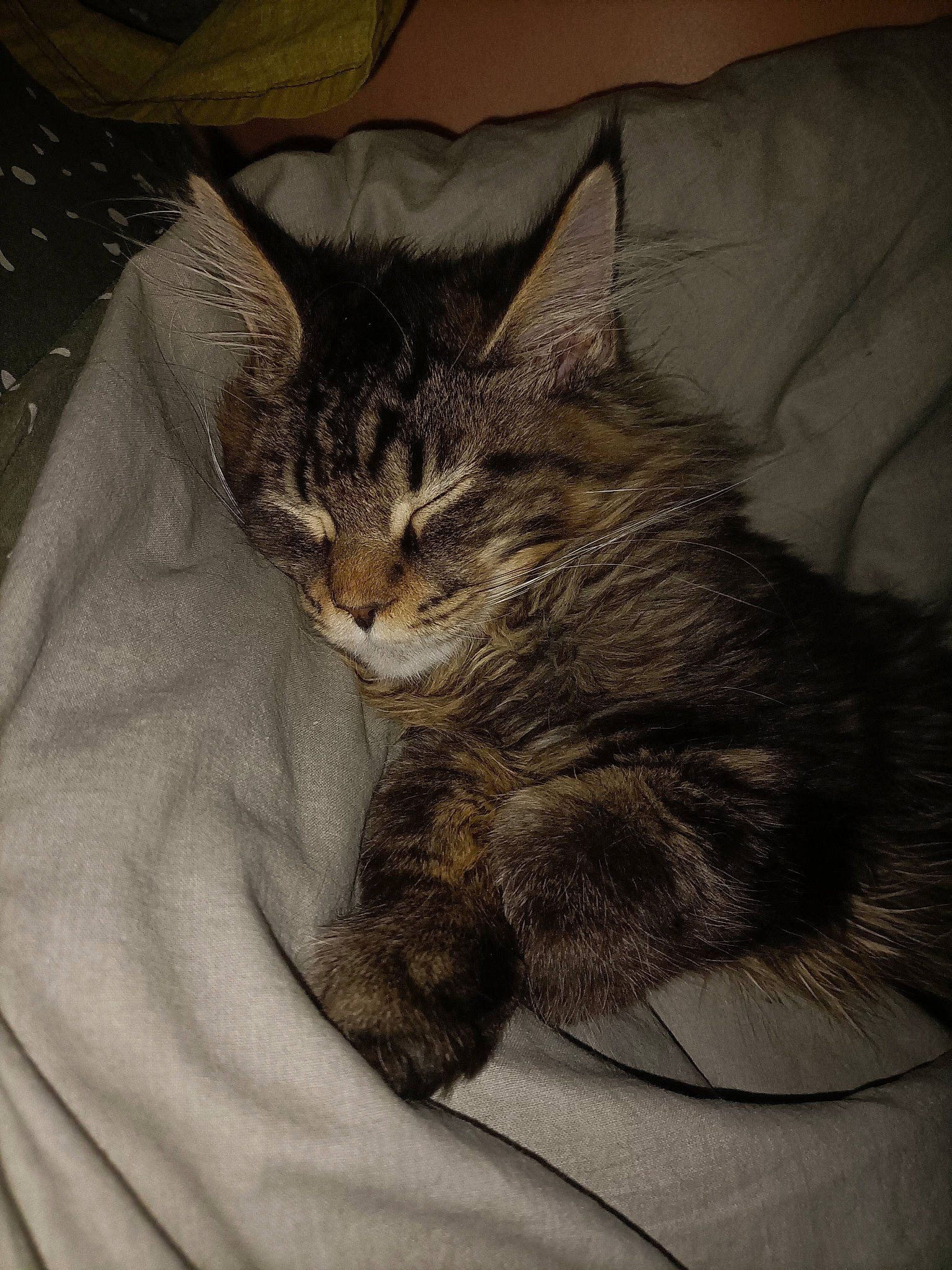 Spooky a rejoint le concours — aidez-le/la à gagner de superbes lots ! bed, carnivore, cat, claw, comfort, couch, domestic_short_haired_cat, fawn, felidae, fur, grey, linens, nap, paw, sleep, small_to_medium_sized_cats, snout, tail, whiskers, window