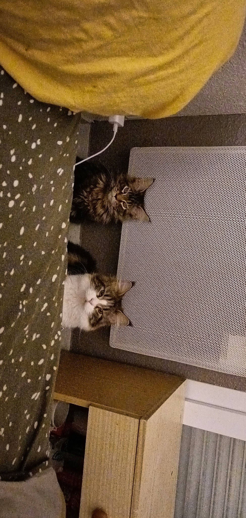 Rebelle participe au concours pour gagner de l'argent avec cette photo : carnivore, cat, ceiling, comfort, curtain, domestic_short_haired_cat, felidae, floor, flooring, grey, hardwood, linens, pattern, plant, room, small_to_medium_sized_cats, tail, textile, whiskers, wood