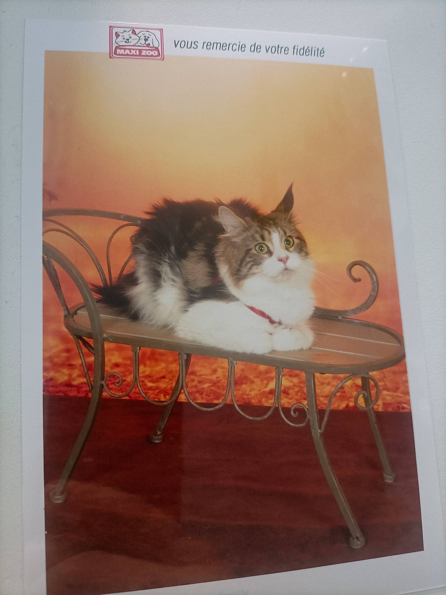 Rebelle a rejoint le concours — aidez-le/la à gagner de superbes lots ! art, carnivore, cat, domestic_short_haired_cat, felidae, fur, illustration, paint, painting, photo_caption, picture_frame, poster, rectangle, room, small_to_medium_sized_cats, table, tail, visual_arts, whiskers, wood