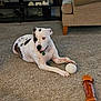 dog, indoor, carpet, toy, ball, chew_bone, furniture, couch, tv_stand, living_room, pet, spotted_dog, relaxed, paw, floor, household, domestic_animal, brown, white, animal