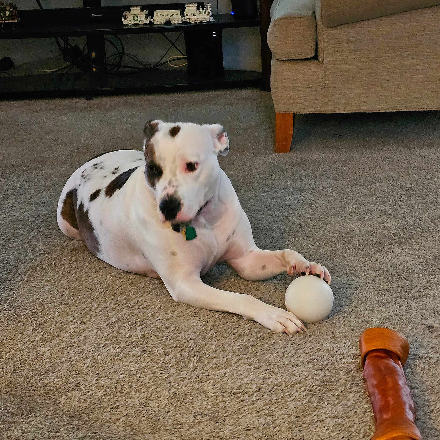 Bentley is registered to the contest to win money with this photo: animal, ball, brown, carpet, chew_bone, couch, dog, domestic_animal, floor, furniture, household, indoor, living_room, paw, pet, relaxed, spotted_dog, toy, tv_stand, white