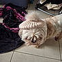 dog, cat, hat, knitted_hat, pom_pom, indoor, floor, tile_floor, blanket, chair, cushion, pet, animal, fur, black_cat, small_dog, cozy, relaxing, home, companion