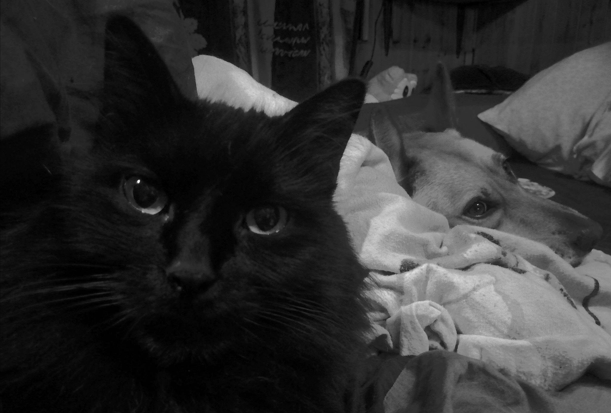 Marco a rejoint le concours — aidez-le/la à gagner de superbes lots ! asian, black, black_and_white, black_cat, burmese, carnivore, cat, domestic_short_haired_cat, eye, felidae, kitten, monochrome, monochrome_photography, small_to_medium_sized_cats, snapshot, snout, style, turkish_angora, whiskers, white