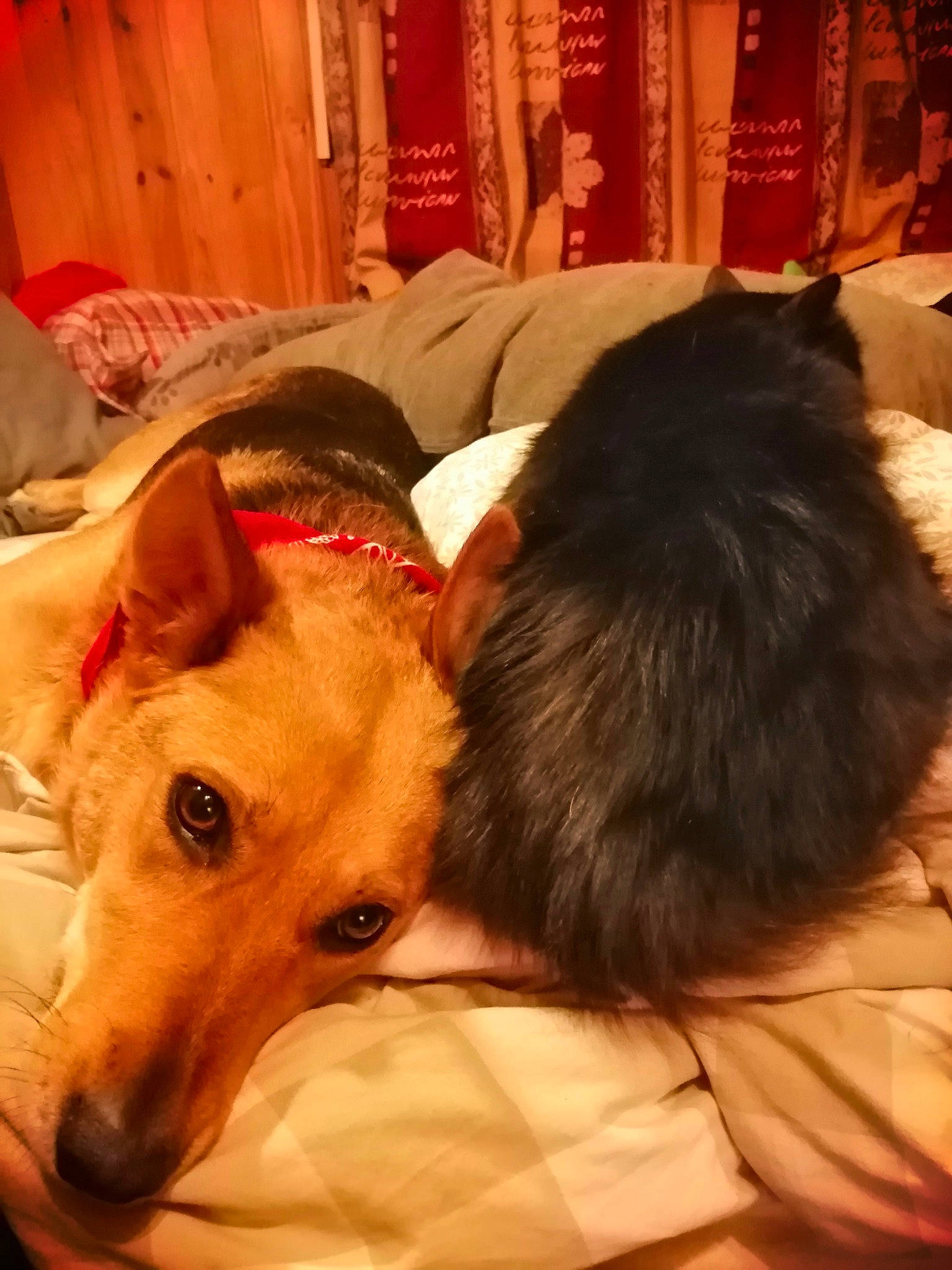 Marco a rejoint le concours — aidez-le/la à gagner de superbes lots ! canidae, carnivore, companion_dog, dog, dog_breed, ear, lurcher, mammal, puppy_love, vertebrate