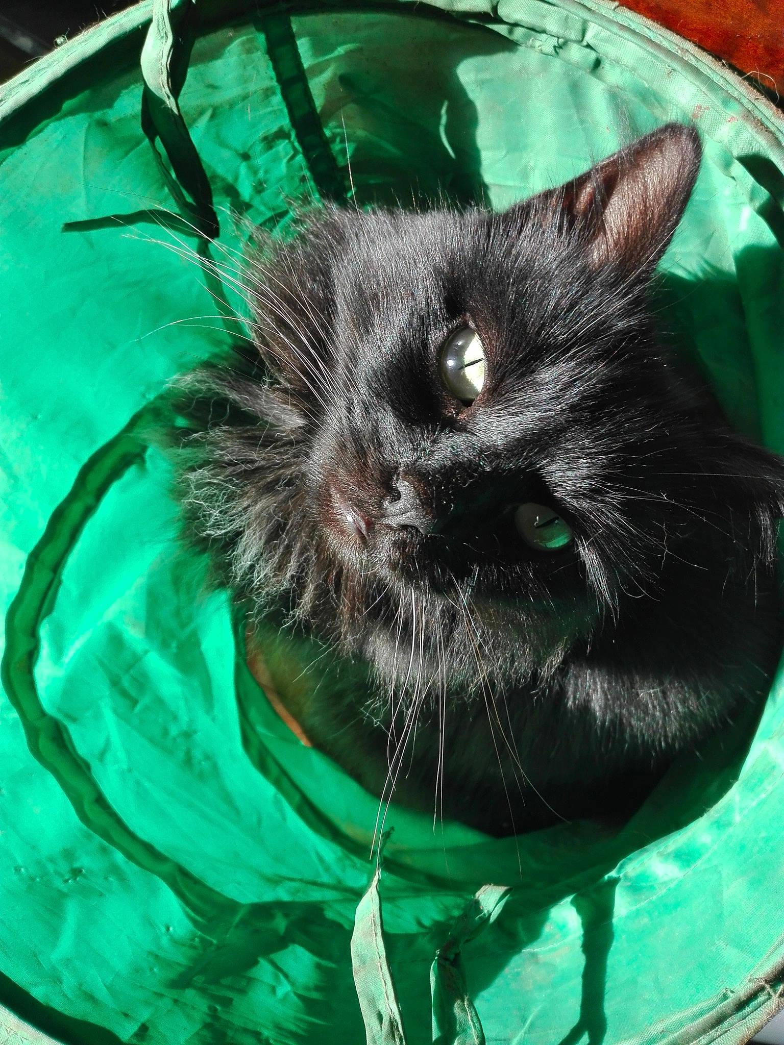 Marco a rejoint le concours — aidez-le/la à gagner de superbes lots ! black_cat, carnivore, cat, eye, felidae, fur, green, nebelung, organism, small_to_medium_sized_cats, snout, tail, whiskers