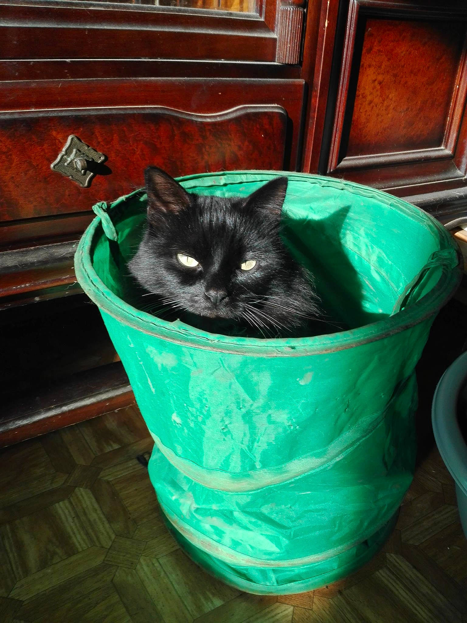 Marco participe au concours pour gagner de l'argent avec cette photo : asian, black_cat, bucket, carnivore, cat, chartreux, domestic_short_haired_cat, european_shorthair, felidae, green, korat, russian_blue, small_to_medium_sized_cats, whiskers