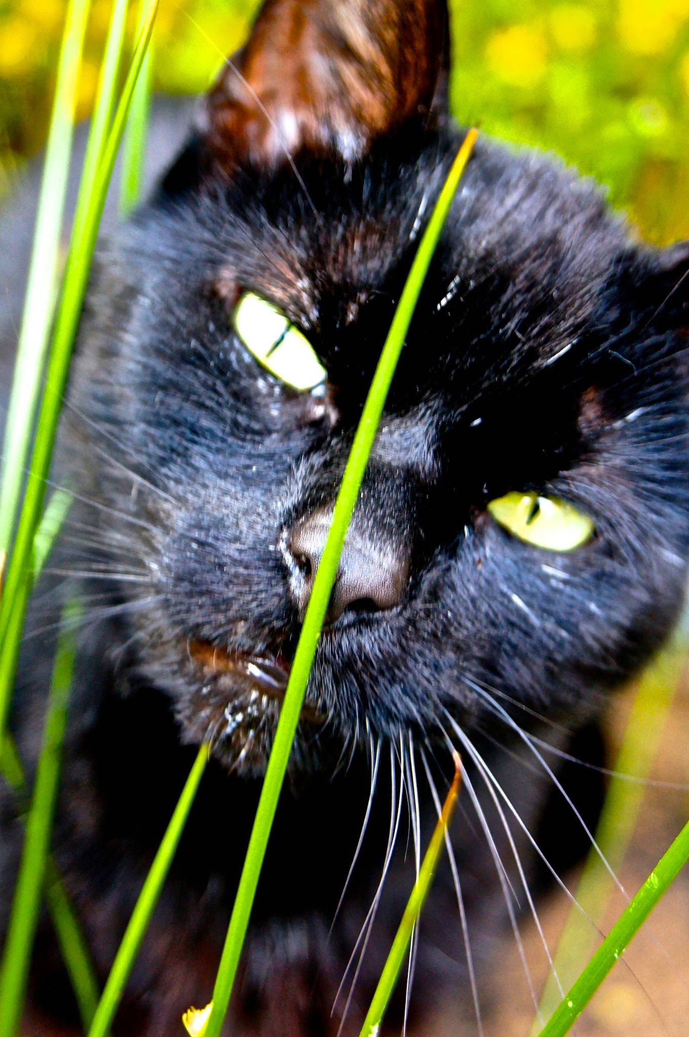 Polochon participe au concours pour gagner de l'argent avec cette photo : black_cat, bombay, carnivore, cat, close_up, domestic_short_haired_cat, eye, felidae, fur, grass, plant, small_to_medium_sized_cats, snout, whiskers