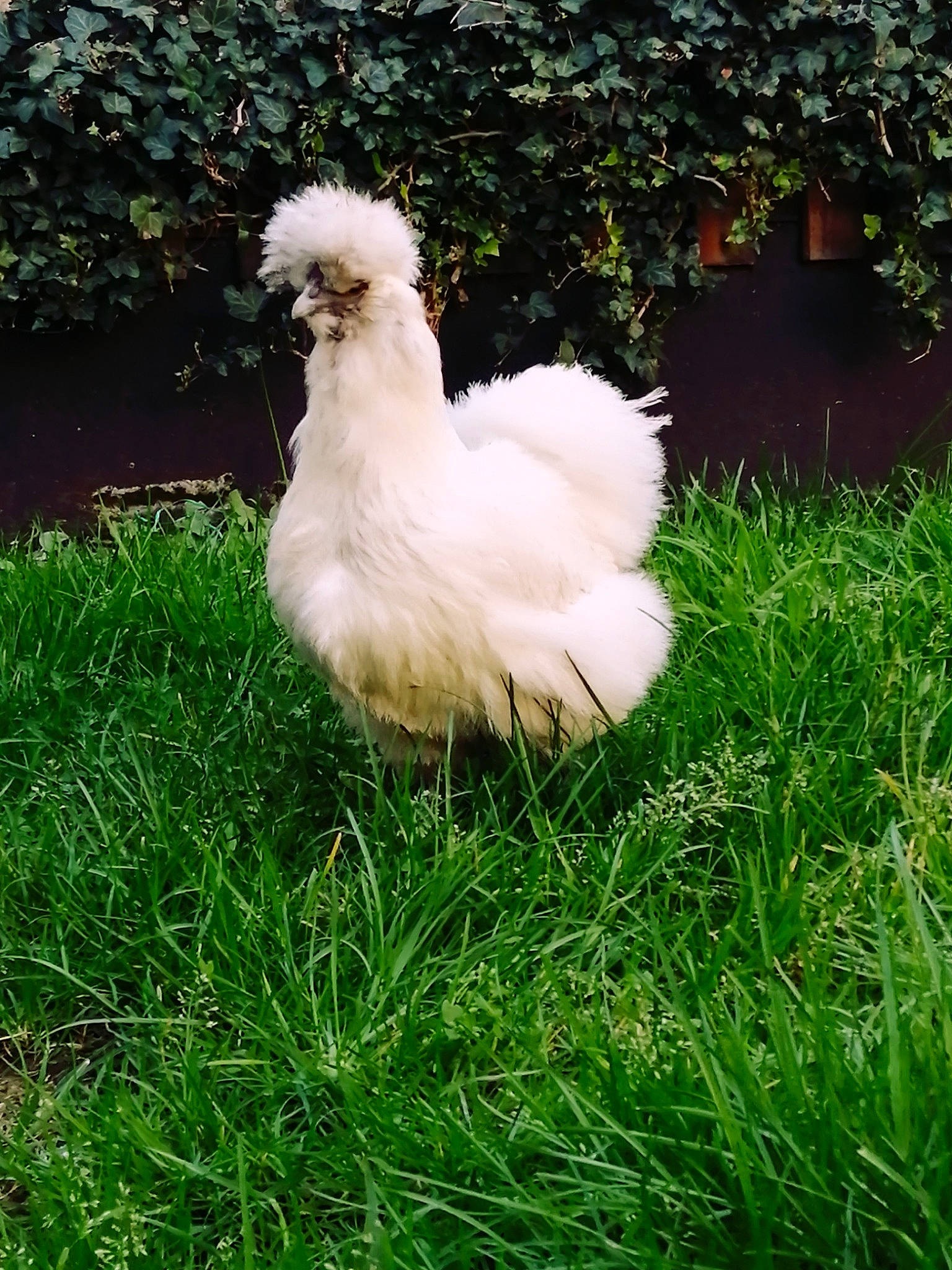Kurtie a rejoint le concours — aidez-le/la à gagner de superbes lots ! beak, bird, chicken, fowl, galliformes, grass, grass_family, lawn, livestock, plant, poultry, rooster, white