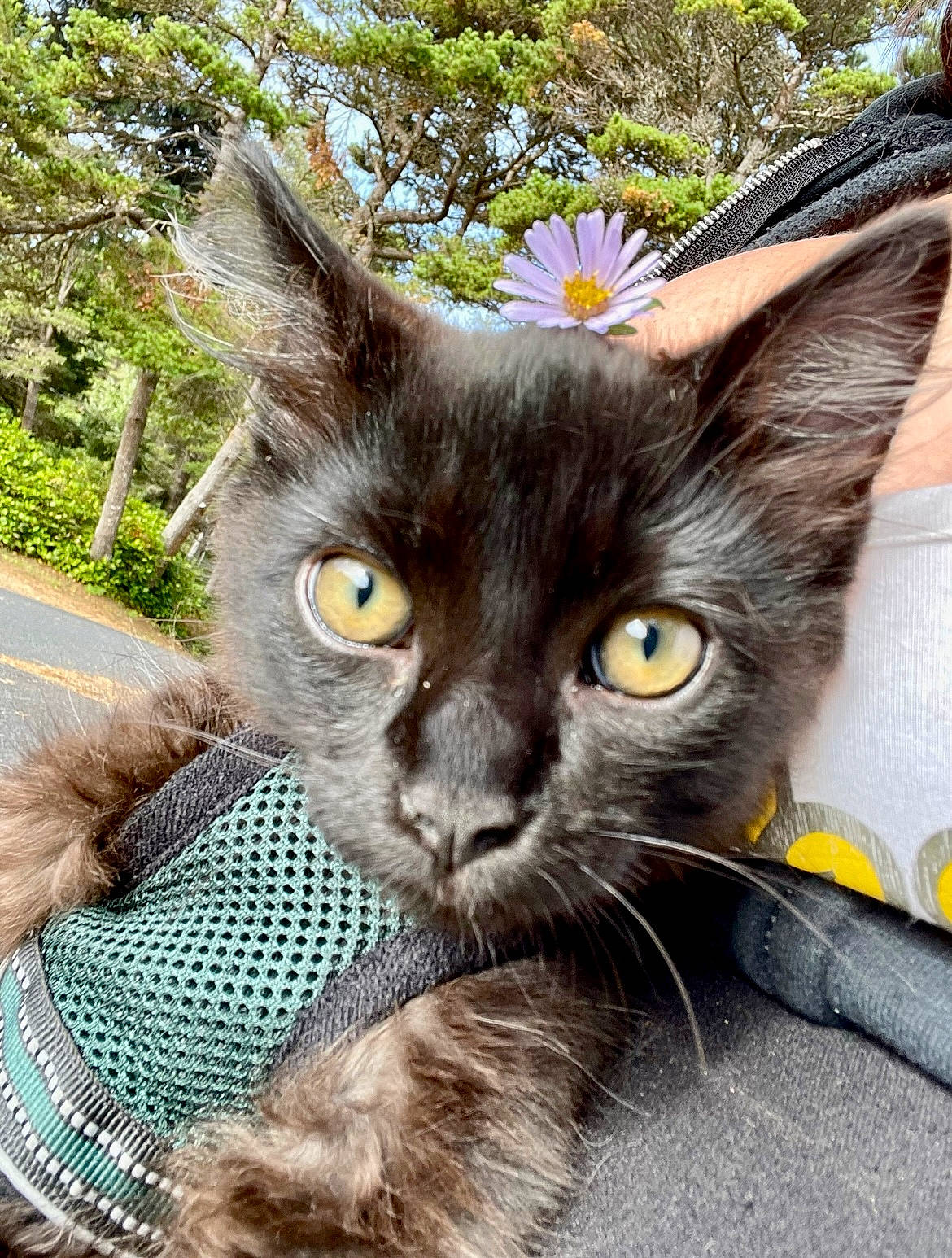 Gatsby is registered to the contest to win money with this photo: black_cat, carnivore, cat, claw, domestic_short_haired_cat, electric_blue, fawn, felidae, flower, fur, grass, paw, plant, small_to_medium_sized_cats, snout, tail, terrestrial_animal, tree, whiskers, wildlife