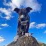 Cosmo participe au concours pour gagner de l'argent avec cette photo : dog, puppy, rock, outdoor, sky, clouds, blue_sky, animal, pet, nature, portrait, standing, fur, ears, paws, snout, alert, daylight, canine, young