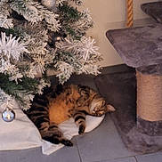 Titou participe au concours pour gagner de l'argent avec cette photo : cat, cat_tree, christmas_tree, cozy, decorations, domestic_cat, feline, floor, furry_pet, holiday, home, indoor, ornaments, quiet, relaxing, resting, sleeping, tabby, tile_floor, tree_skirt