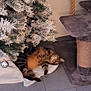 cat, cat_tree, christmas_tree, cozy, decorations, domestic_cat, feline, floor, furry_pet, holiday, home, indoor, ornaments, quiet, relaxing, resting, sleeping, tabby, tile_floor, tree_skirt