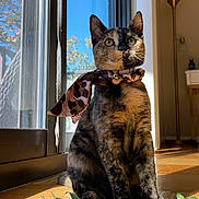 Barfi is registered to the contest to win money with this photo: blue_sky, cat, cozy, curious, domestic_cat, feline, home, indoor, leaf, natural_light, pet, plant, portrait, scarf, sitting, sunlight, tortoiseshell_cat, tree, window, wooden_floor