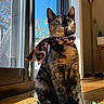 blue_sky, cat, cozy, curious, domestic_cat, feline, home, indoor, leaf, natural_light, pet, plant, portrait, scarf, sitting, sunlight, tortoiseshell_cat, tree, window, wooden_floor