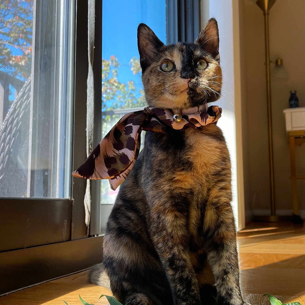 Barfi is registered to the contest to win money with this photo: blue_sky, cat, cozy, curious, domestic_cat, feline, home, indoor, leaf, natural_light, pet, plant, portrait, scarf, sitting, sunlight, tortoiseshell_cat, tree, window, wooden_floor