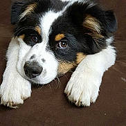 Maddox a rejoint le concours — aidez-le/la à gagner de superbes lots ! australian_shepherd, border_collie, carnivoran, companion_dog, dog, dog_breed, dog_breed_group, dog_like_mammal, english_shepherd, fur, miniature_australian_shepherd, puppy, scotch_collie, snout, tornjak