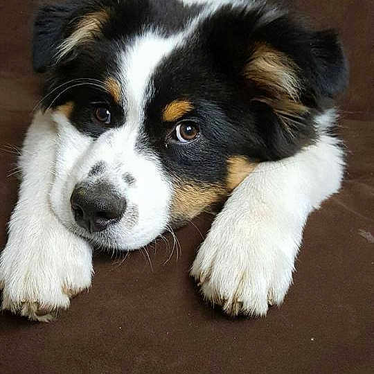 Maddox