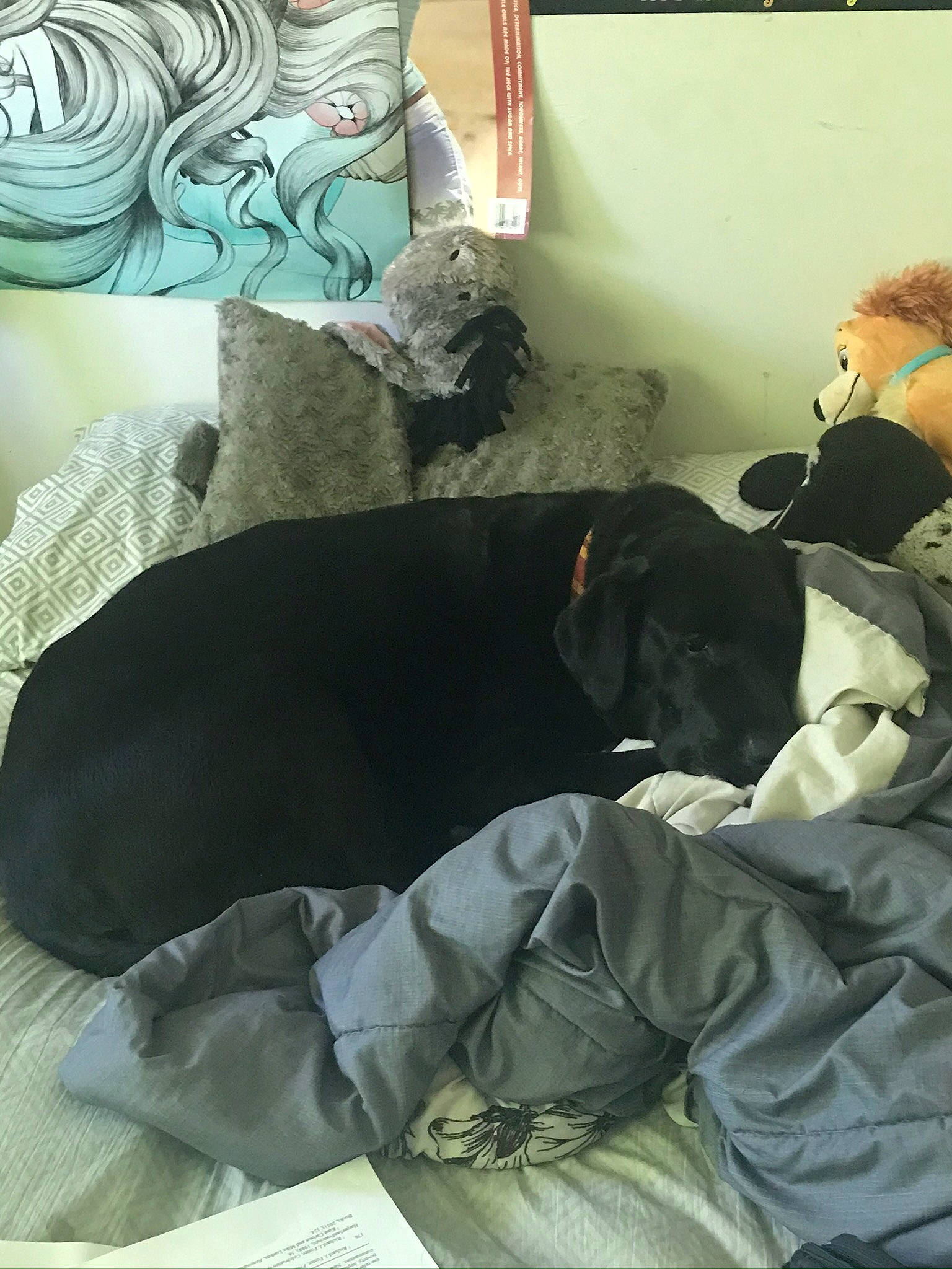 Shadow joined the competition — help win amazing prizes! canidae, comfort, companion_dog, nap, sleep, sporting_group