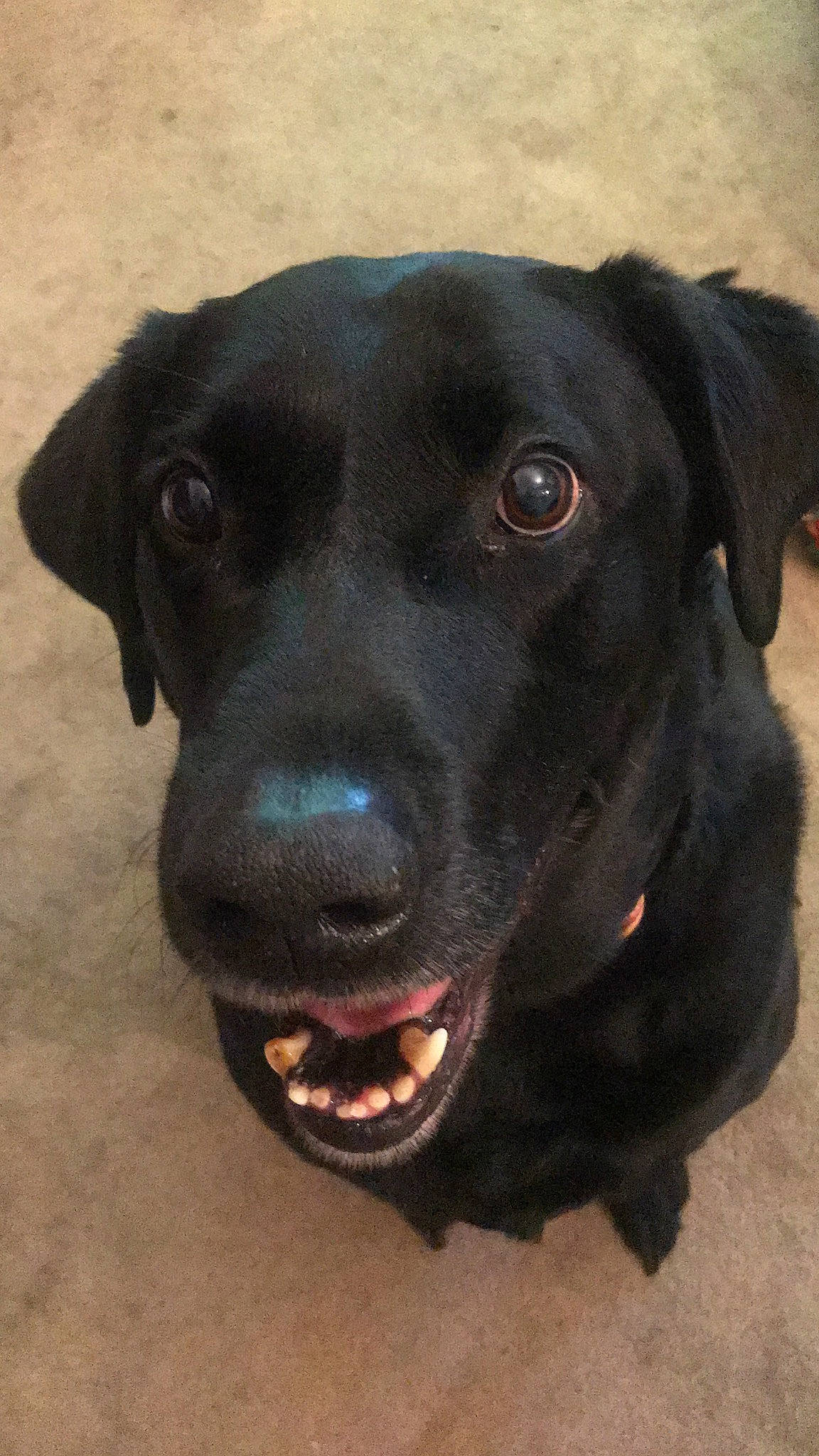 Shadow is registered to the contest to win money with this photo: beagador, borador, canidae, carnivore, dog, dog_breed, hunting_dog, labrador_retriever, mammal, nose, patterdale_terrier, pointing_breed, rare_breed_dog, retriever, snout, sporting_group, vertebrate, whiskers