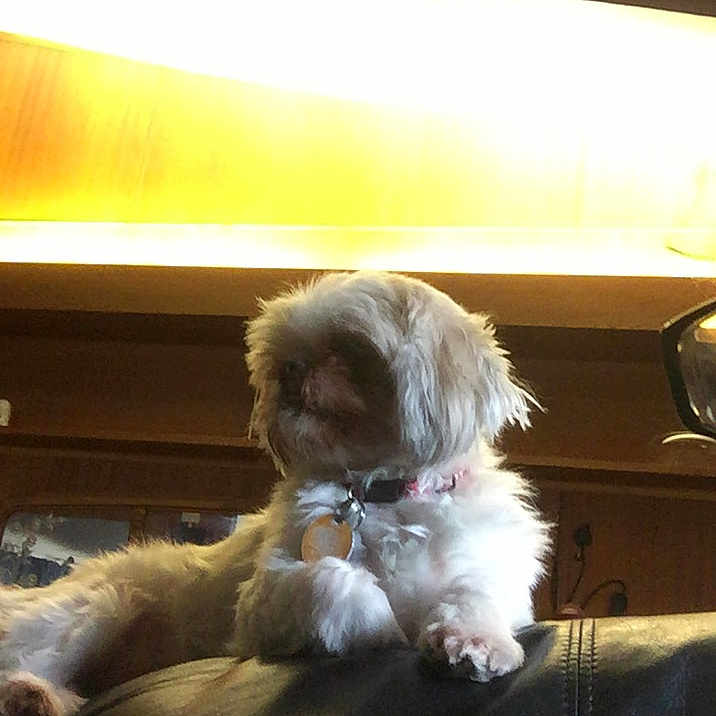 Princeton joined the competition — help win amazing prizes! canidae, carnivore, cockapoo, companion_dog, dog, dog_breed, ear, fur, havanese, irish_soft_coated_wheaten_terrier, lhasa_apso, maltese, non_sporting_group, puppy, schnoodle, shih_tzu, sky, sporting_group, tibetan_terrier, toy_dog