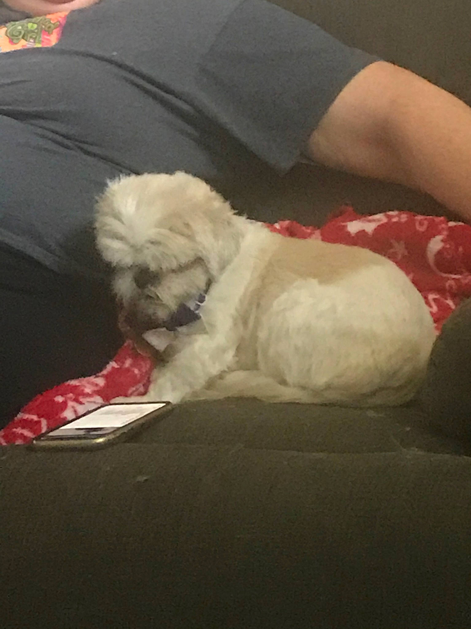 Princeton is registered to the contest to win money with this photo: bichon, bolognese, canidae, carnivore, cockapoo, companion_dog, coton_de_tulear, dog, dog_breed, maltepoo, maltese, non_sporting_group, poodle, poodle_crossbreed, puppy, schnoodle, shih_tzu, sporting_group, toy_dog, toy_poodle