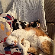 Macaroni is registered to the contest to win money with this photo: animal, blanket, calico_cat, cat, chair, comfort, cozy, cute, domestic, feline, fur, indoor, kitten, orange_and_white_cat, patterned_blanket, pet, relaxed, resting, sleeping, soft