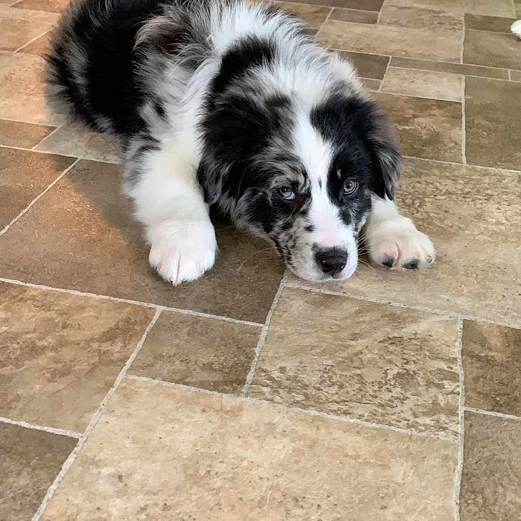 Destin is registered to the contest to win money with this photo: australian_shepherd, border_collie, canidae, carnivore, companion_dog, dog, dog_breed, herding_dog, karakachan_dog, landseer, mammal, miniature_australian_shepherd, puppy, pyrenean_mastiff, rare_breed_dog, snout, sporting_group, tornjak, vertebrate, working_dog