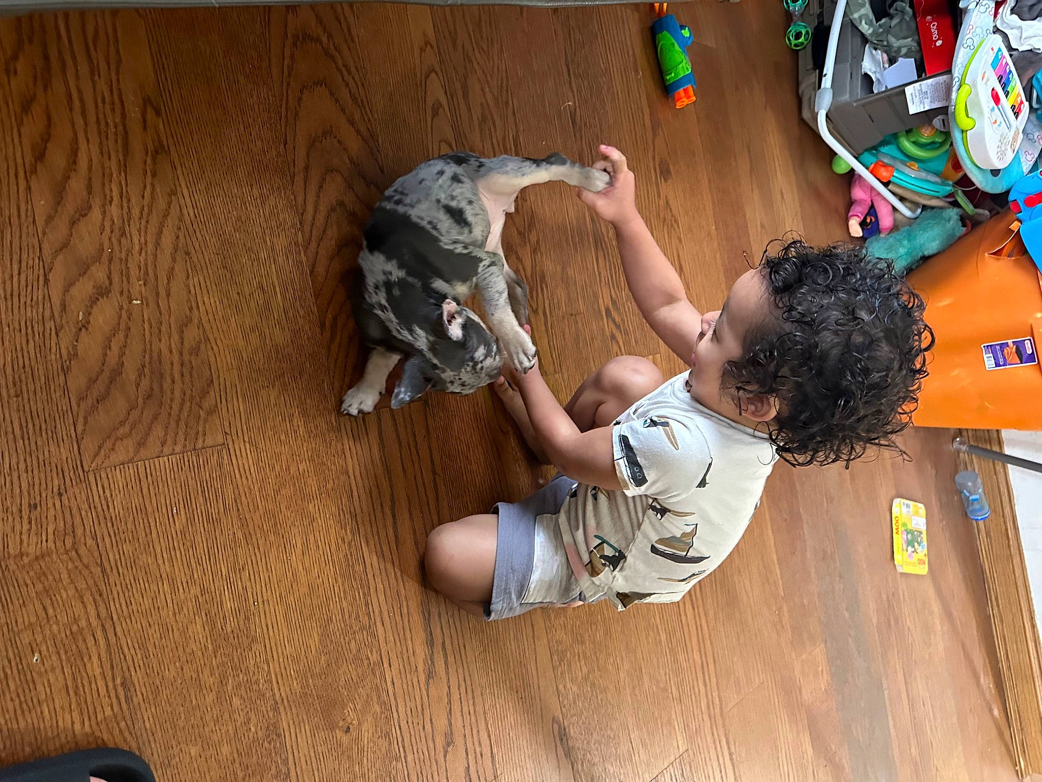 Aiden is registered to the contest to win money with this photo: adventure, child, flooring, fun, games, happy, hardwood, human_leg, knee, leisure, person, play, recreation, room, t_shirt, toddler, wood, wood_flooring, wood_stain