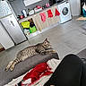 Ash a rejoint le concours — aidez-le/la à gagner de superbes lots ! cat, tabby_cat, couch, blanket, kitchen, washing_machine, refrigerator, cabinet, towel, floor_tile, person, hand, ring, modern_interior, relaxed, stretching, domestic, indoor, appliance, gray
