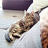 Ash a rejoint le concours — aidez-le/la à gagner de superbes lots ! animal, cat, couch, cozy, cute, domestic, feline, fur, home, indoor, kitten, nap, pet, pillows, relaxing, resting, sleeping, soft_light, tabby, whiskers