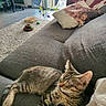Ash a rejoint le concours — aidez-le/la à gagner de superbes lots ! cat, tabby_cat, sleeping, couch, pillow, indoor, rug, toy, furniture, blanket, drying_rack, clothing, home, relaxing, pet, cozy, striped, resting, domestic, living_room