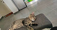 Ash participe au concours pour gagner de l'argent avec cette photo : cat, tabby_cat, sleeping, couch, armrest, kitchen, towel, refrigerator, floor_tile, cabinet, laundry_machine, door, bag, blanket, indoor, relaxing, pet, home, animal, cozy