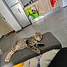 cat, tabby_cat, sleeping, couch, armrest, kitchen, towel, refrigerator, floor_tile, cabinet, laundry_machine, door, bag, blanket, indoor, relaxing, pet, home, animal, cozy