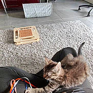 Ash a rejoint le concours — aidez-le/la à gagner de superbes lots ! kitten, cat, ribbons, playful, lap, person, carpet, indoor, furniture, scratching_toy, floor_tiles, red_cabinet, chair, cozy, pet, animal, tabby, paw, cute, relaxed