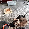 kitten, cat, ribbons, playful, lap, person, carpet, indoor, furniture, scratching_toy, floor_tiles, red_cabinet, chair, cozy, pet, animal, tabby, paw, cute, relaxed