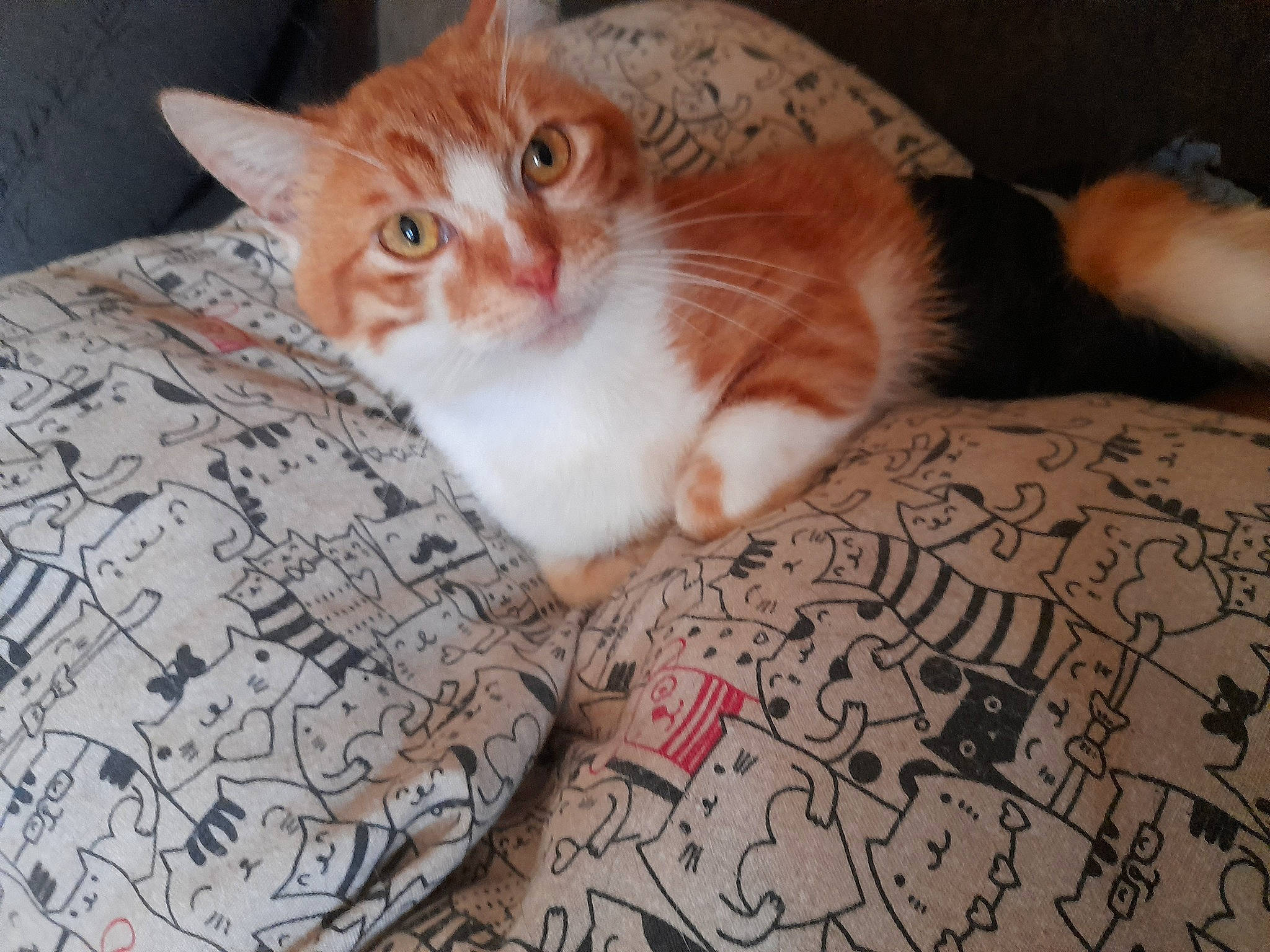 Lucky a rejoint le concours — aidez-le/la à gagner de superbes lots ! carnivore, cat, comfort, domestic_short_haired_cat, fawn, felidae, flooring, fur, linens, pattern, paw, small_to_medium_sized_cats, snout, tail, whiskers, wood