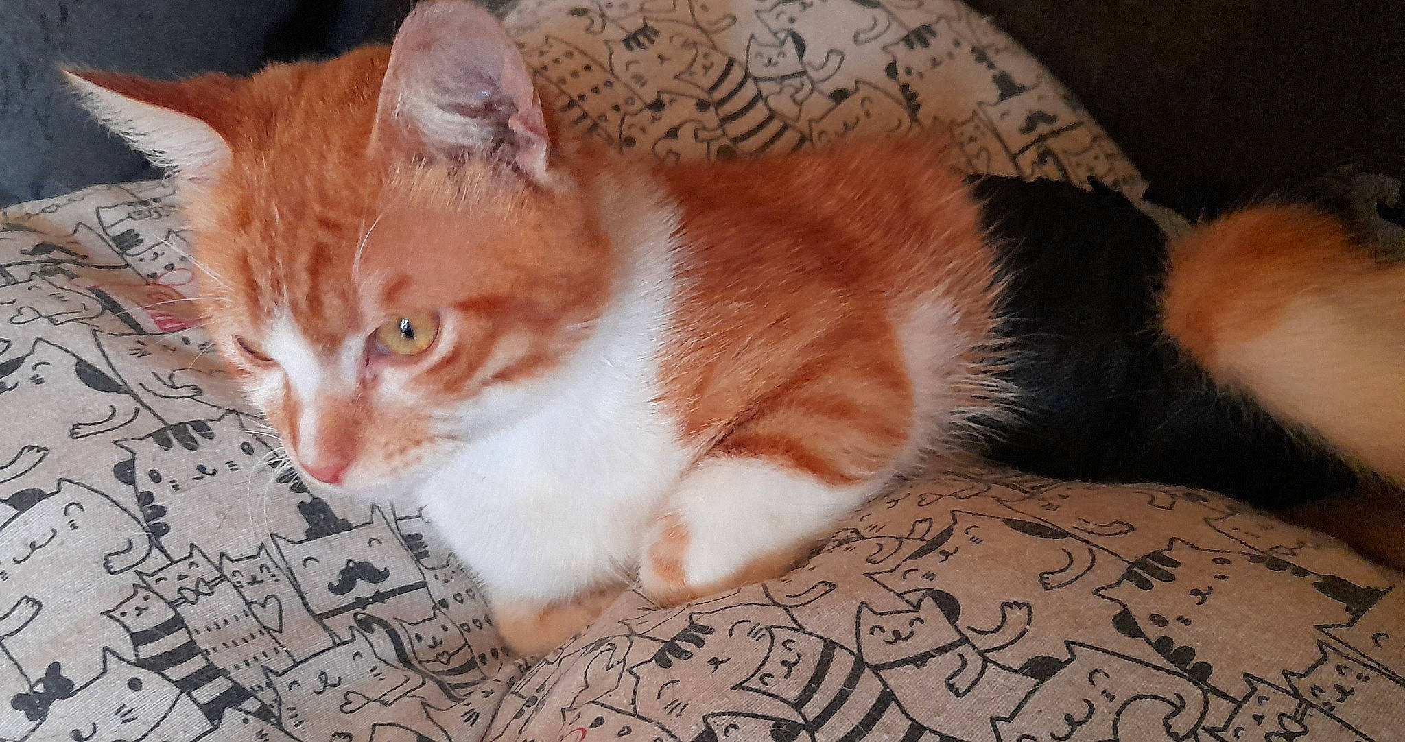 Lucky participe au concours pour gagner de l'argent avec cette photo : brown, carnivore, carpet, cat, cat_supply, comfort, domestic_short_haired_cat, fawn, felidae, flooring, fur, paw, small_to_medium_sized_cats, snout, tail, tree, whiskers, wood