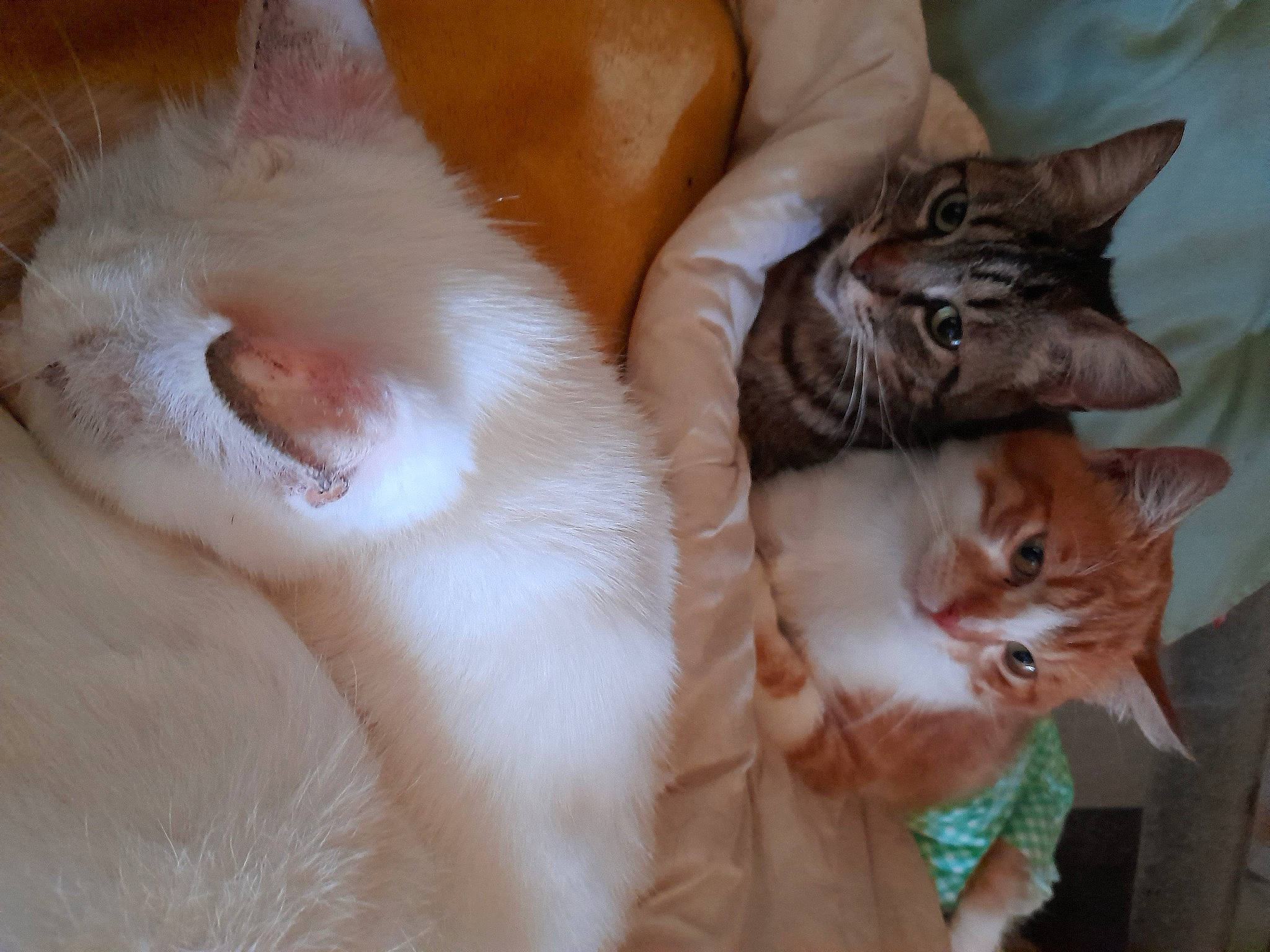 Lucky a rejoint le concours — aidez-le/la à gagner de superbes lots ! carnivore, cat, claw, comfort, domestic_short_haired_cat, ear, fawn, felidae, fur, gesture, nap, paw, small_to_medium_sized_cats, snout, tail, whiskers