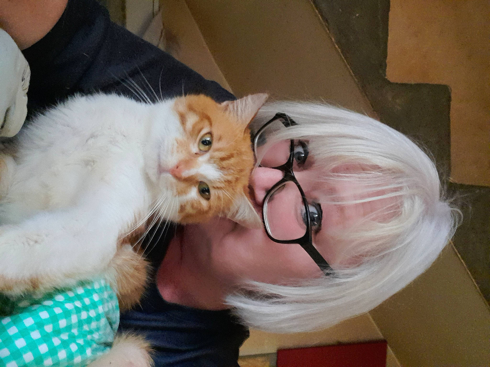 Lucky a rejoint le concours — aidez-le/la à gagner de superbes lots ! carnivore, cat, child, claw, comfort, companion_dog, ear, eyewear, fawn, felidae, fur, gesture, happy, long_hair, paw, small_to_medium_sized_cats, sunglasses, tail, vision_care, whiskers