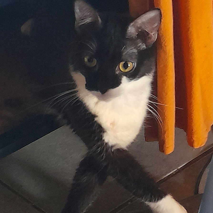 Vaillante participe au concours pour gagner de l'argent avec cette photo : abyssinian, accessories, angora, animal, blackcat, book, cat, citrusfruit, curtain, food, fruit, kitten, manx, orange, pet, plant, produce, publication, strap, wood