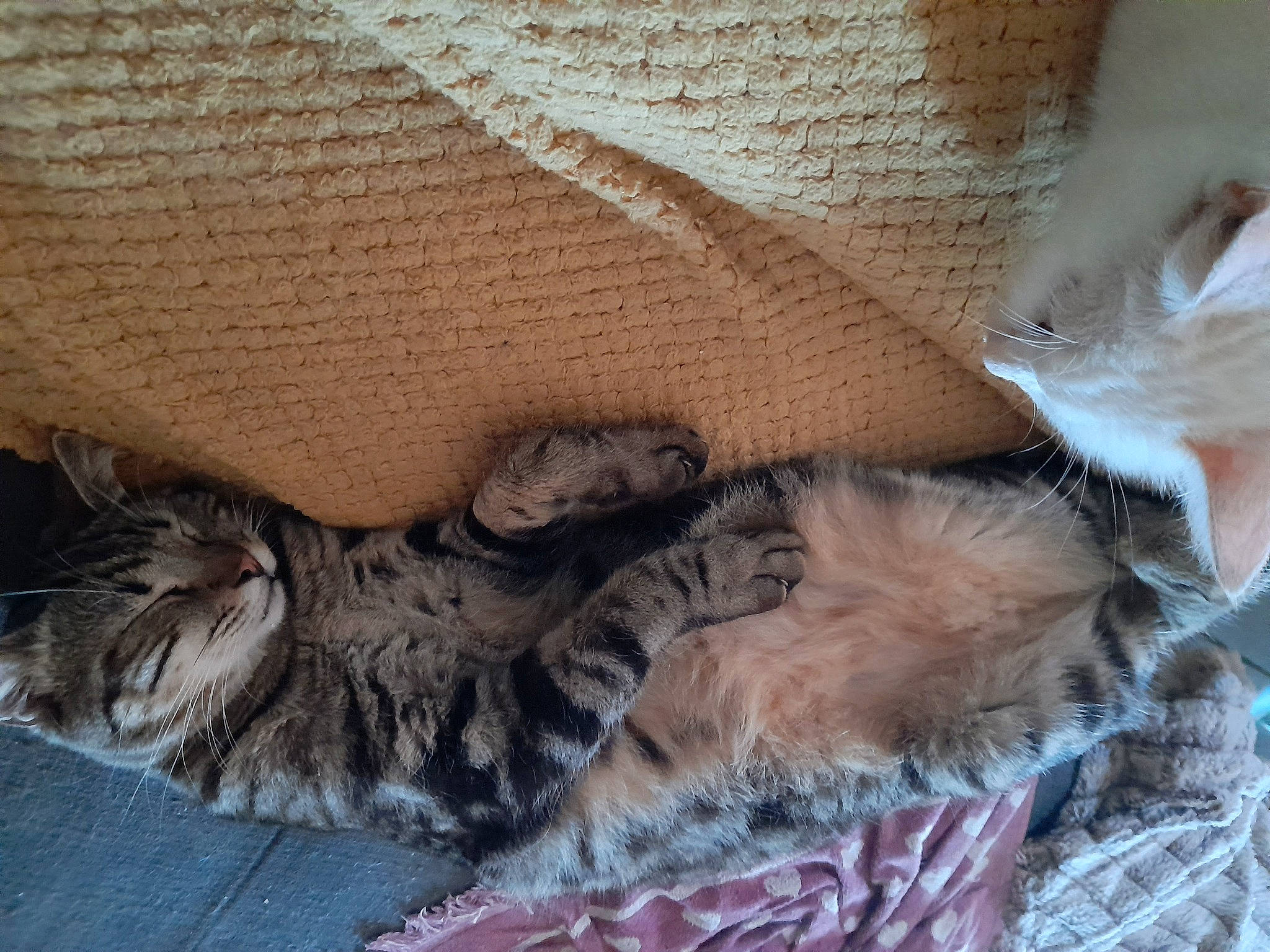 Balthazar a rejoint le concours — aidez-le/la à gagner de superbes lots ! bed, bedding, carnivore, cat, claw, comfort, couch, domestic_short_haired_cat, fawn, felidae, fur, grey, human_leg, linens, nap, pattern, paw, small_to_medium_sized_cats, tail, whiskers