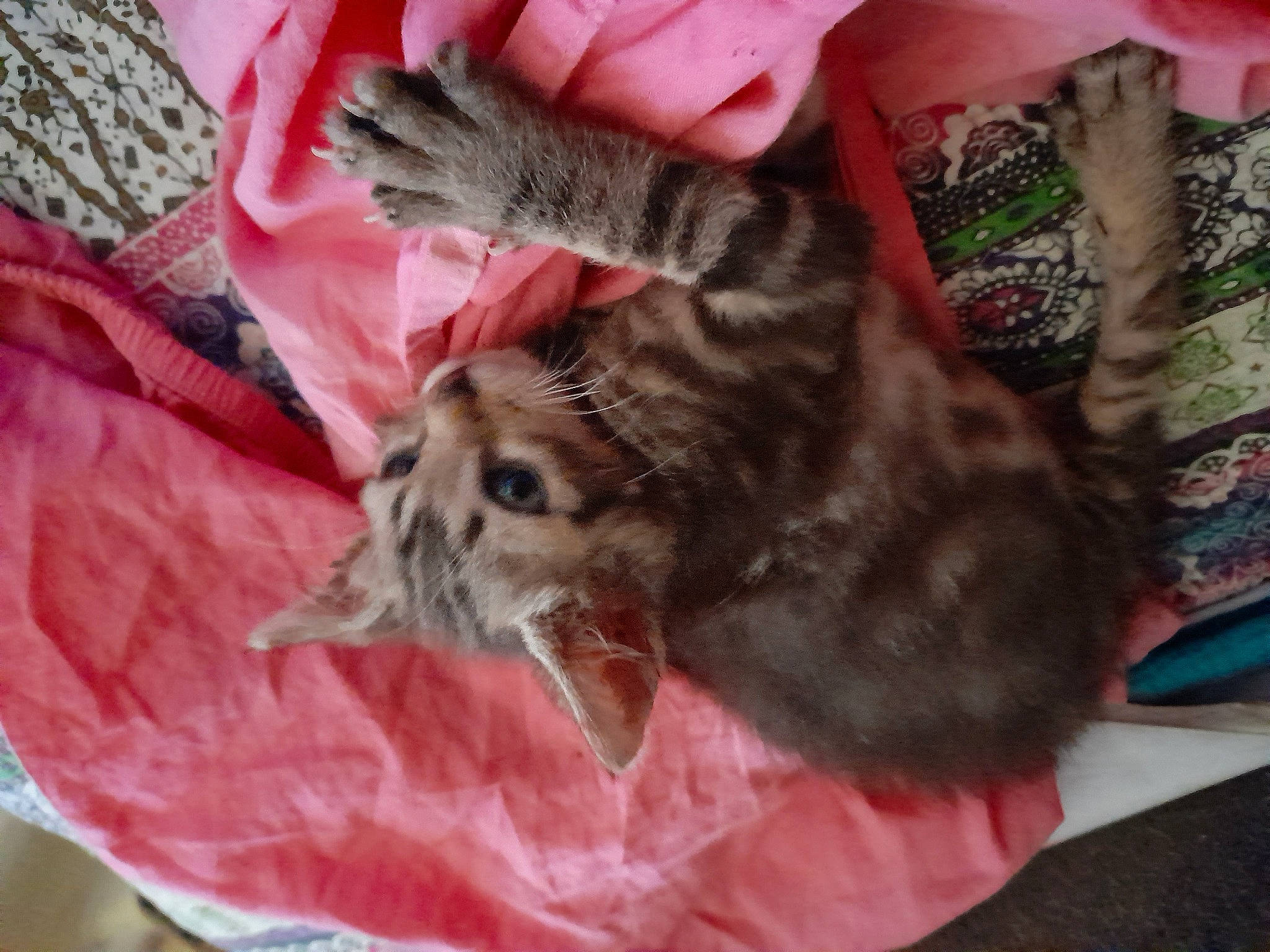 Balthazar a rejoint le concours — aidez-le/la à gagner de superbes lots ! carnivore, cat, claw, comfort, domestic_short_haired_cat, fawn, felidae, fur, grass, linens, plant, small_to_medium_sized_cats, tail, terrestrial_animal, whiskers