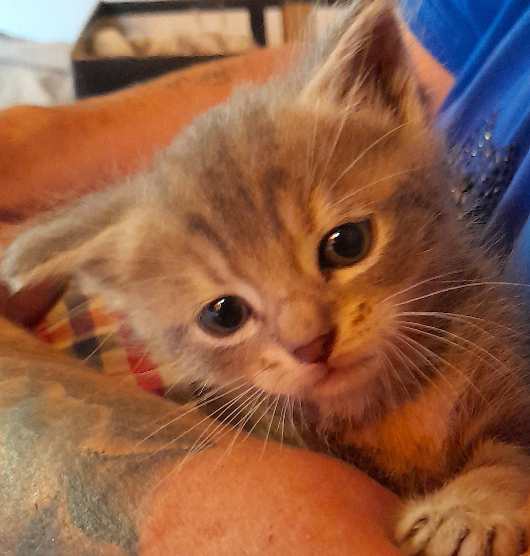 Balthazar participe au concours pour gagner de l'argent avec cette photo : carnivore, cat, claw, comfort, domestic_short_haired_cat, ear, fawn, felidae, fur, paw, small_to_medium_sized_cats, snout, whiskers, wood