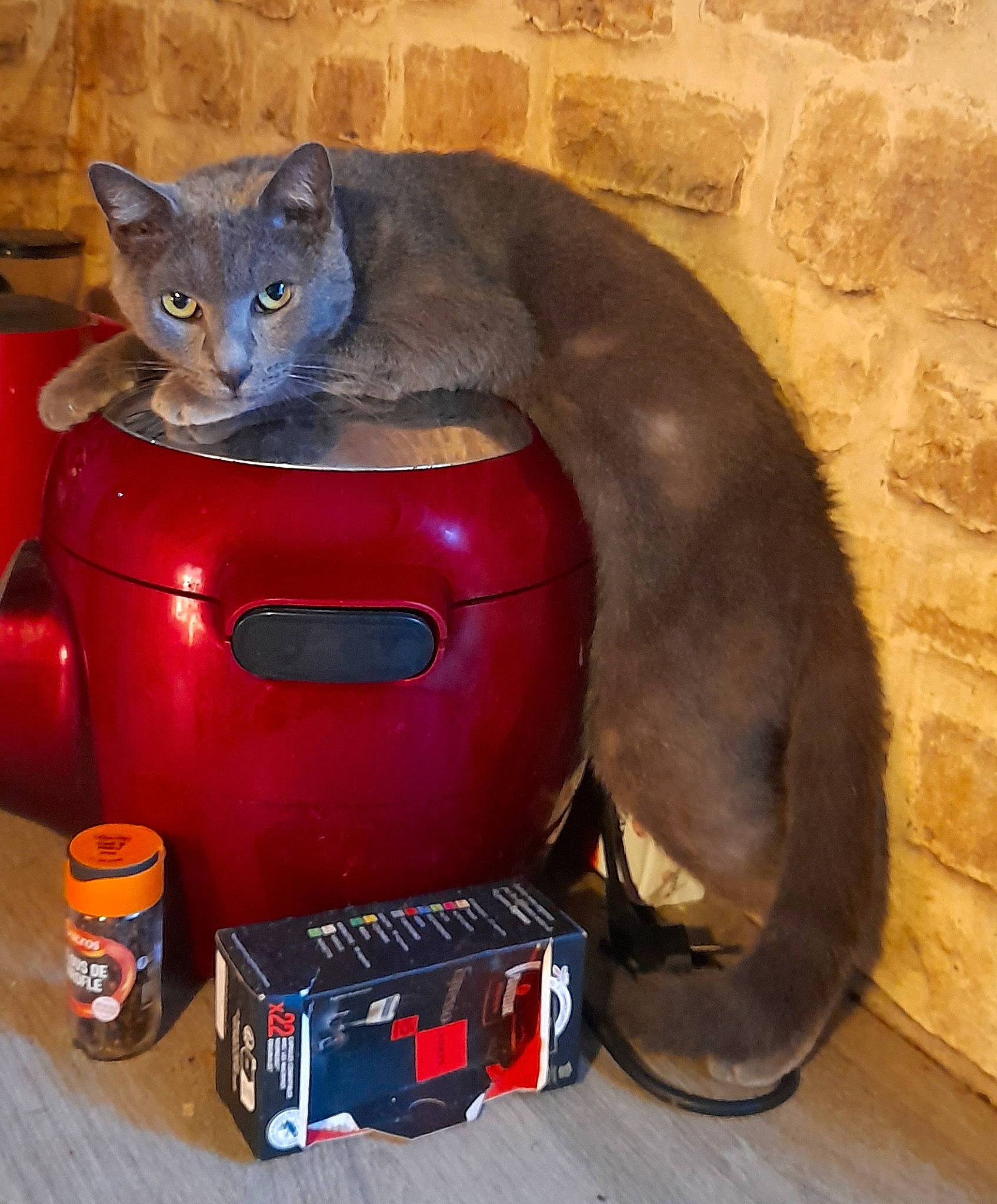 Anubis participe au concours pour gagner de l'argent avec cette photo : carnivore, cat, cat_supply, comfort, domestic_short_haired_cat, electric_blue, felidae, fender, gas, hardwood, pet_supply, plastic, russian_blue, small_to_medium_sized_cats, tail, whiskers