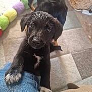 Oscar joined the competition — help win amazing prizes! puppy, dog, black_dog, white_markings, pet, indoor, carpet, toy, colorful_toy, denim, paw, cute, looking_up, animal, young_dog, floor, pet_play, domestic_animal, furry, companion